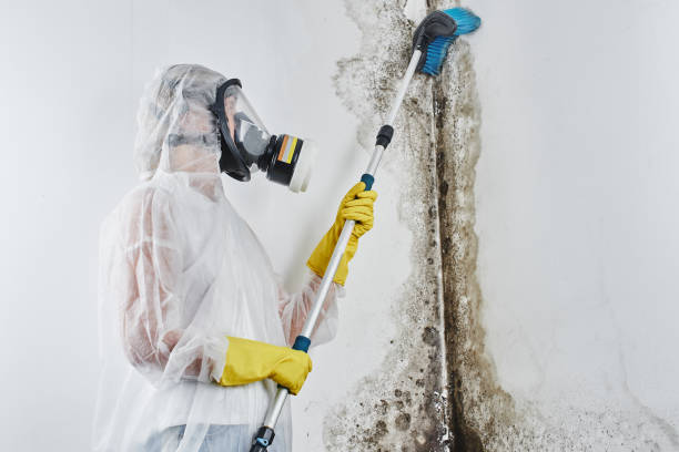 Why You Should Choose Our Mold Remediation Services in Frederick, OK