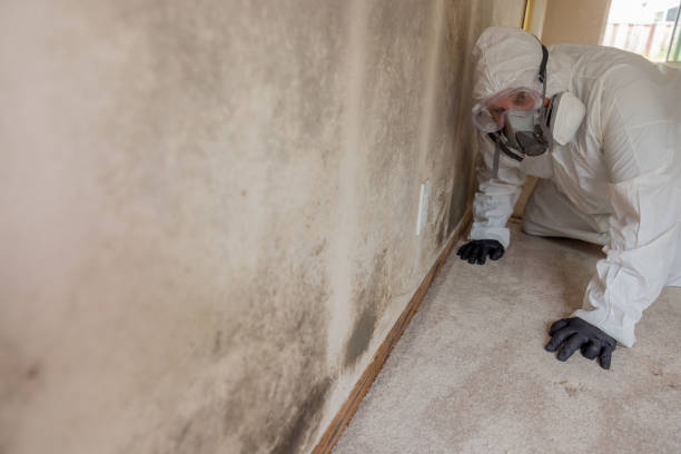 Frederick, OK Mold Removal Company